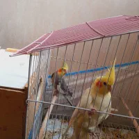 عروس هلندی|پرنده|فومن, |دیوار