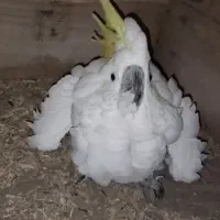 فروش و معاوضه جوجه سرلاکی کاسکو کاکادو آرا امبرلا