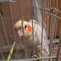 عروس آرام|پرنده|زابل, |دیوار