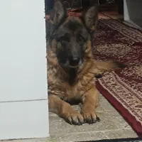 سگ ژرمن اصل