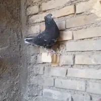 کفتر رنگی نقش دوری|پرنده|اهواز, اسلام آباد غربی|دیوار