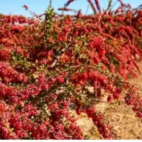 فروش بیست کیلو زرشک