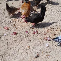 مرغ خروس برای فروش درزرگان|حیوانات مزرعه|اهواز, زرگان|دیوار
