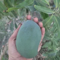 نهال انبه پیوندی گلدانی رودان برنطین|گل و گیاه طبیعی|رودان, |دیوار