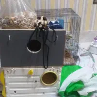 وسایل قفس