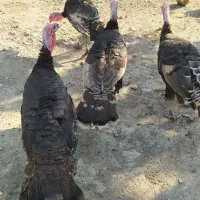 بوقلمون  نر