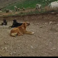 ماده گله خراسانی