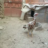 ۳جوجه خروس و مرغ نسل لاری|حیوانات مزرعه|تهران, امام زاده حسن|دیوار