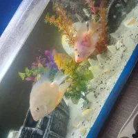 دو عدد سوروم و یک عدد پرت