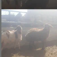 ۶عدد بره نر خوب و سرحال با بهترین خوراک نقد نقد