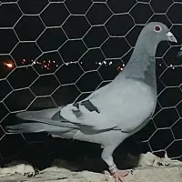 گم شده پر قیچی