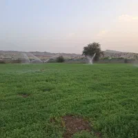یونجه پرس کیلو ۳۵(بیدزرد)
