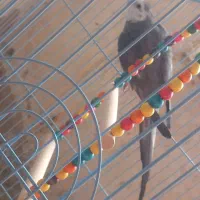 به دلیل نداشتن جا|پرنده|شیراز, شیخ علی چوپان|دیوار