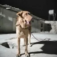 پژدر ماده نصل اصیل واگذار