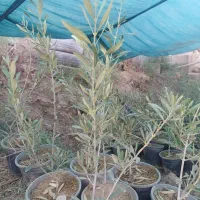 نهال زیتون