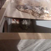 عروس هلندی جفت نر و ماده با جوجه|پرنده|محمدشهر, ولدآباد|دیوار