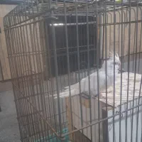 عروس هلندی آلبینو