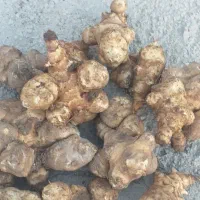 شلغم شیرازی