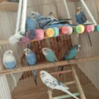 پرنده|پرنده|سردشت, |دیوار