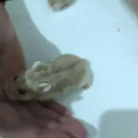 موش همبستر