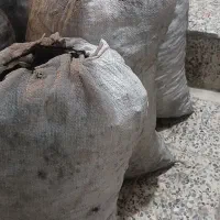 ذغال دورشت
