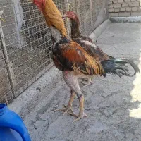 خروس لاری ترک و افغان|حیوانات مزرعه|تهران, مسعودیه|دیوار