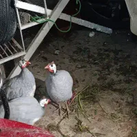 فروش مرغ شاخ دار|حیوانات مزرعه|تهران, مینای شمالی (مخبر)|دیوار