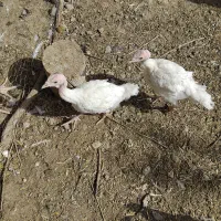 دو عدد جوجه بوقلمون بیوتی دو ماه