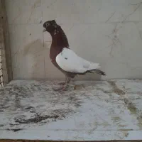 کبوتر رنگی نر ماده|پرنده|شیراز, کرونی(خاتونک)|دیوار