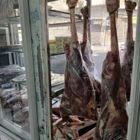 شتر مرغ بزرگ ترین پرنده جهان