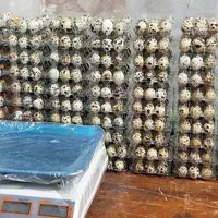 بهداشتی پک بسته بندی تخم بلدرچین|ظروف نگهدارنده، پلاستیکی، یکبارمصرف|زنجان, |دیوار