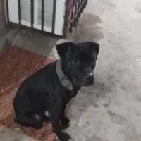 سگ پیتبول نره