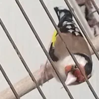 سهره جفتی شرور