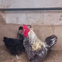 خروس تزئینی سالم