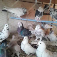 کفتر پرشی. ویاهو|پرنده|قم, نخودی|دیوار