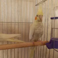 عروس|پرنده|قم, باجک دو|دیوار