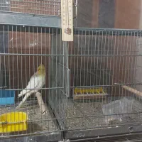 عروس هلندی مولد|پرنده|دهاقان, |دیوار