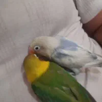 طوطی برزیلی نیمه دستی|پرنده|پاکدشت, پاکدشت (مامازند)|دیوار