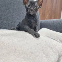 بچه گربه اسفینیکس