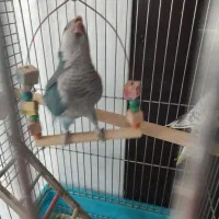 طوطی راهب آبی سرحال و بازیگوش|پرنده|پاکدشت, پاکدشت (مامازند)|دیوار