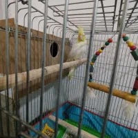 جفت عروس هلندی|پرنده|علی‌آباد کتول, |دیوار