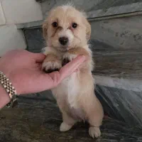 واگذاری سگ شیتزو|سگ|دورود, |دیوار