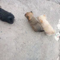 توله پاکوتاه