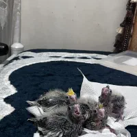 عروس هلندی با جوجه|پرنده|قم, بنیاد|دیوار