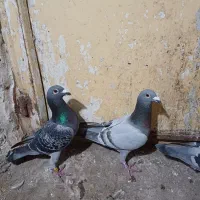 کبوتر پلاکی|پرنده|ویلکیج, |دیوار
