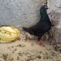 کبوتر|پرنده|تربت‌حیدریه, جانبازان|دیوار