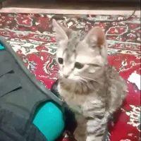 بچه گربه ۴ ماهه گمشده|گربه|فومن, |دیوار