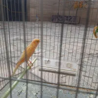 قناری وعروس هلندی