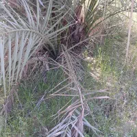 فروش دمیت کبکاب|گل و گیاه طبیعی|برازجان, |دیوار