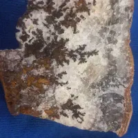 شجر تراش نخورده